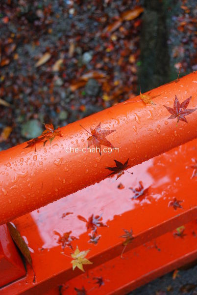 Maple Leaves On Vermilion Bridge During A Rainy Autumn @ Fushimi Inari Taisha, Kyoto